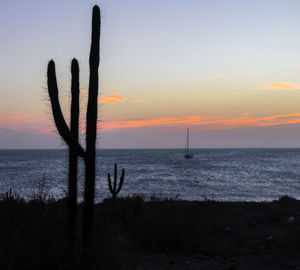 Silhouette tree by sea against sky during sunset