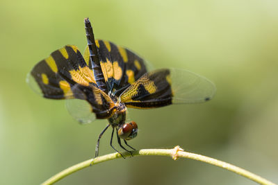 Close-up of insect on leaf