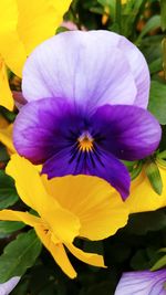 Close-up of purple flowering plant