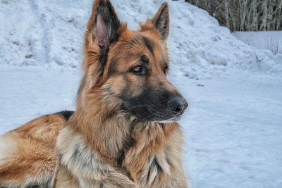 Close-up of german shepherd on snowy field