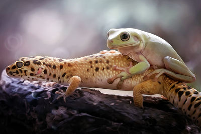 Close-up of gecko lizard and a dumpy frog