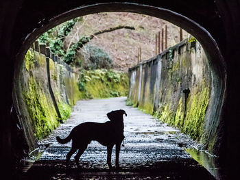 Dog in stable