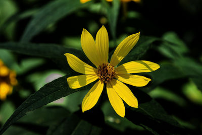 flowering plant