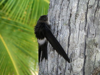 Close-up of bird perching on tree trunk