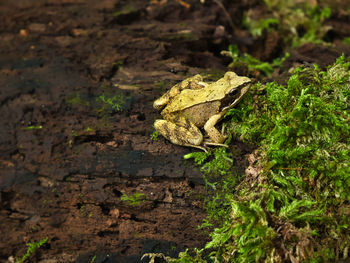 Close-up of frog on land