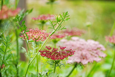 Close-up of pink flowering plant