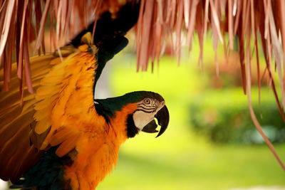 Close-up of a bird