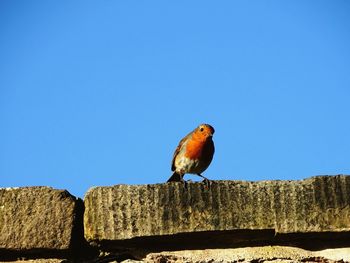 Low angle view of bird perching against clear blue sky