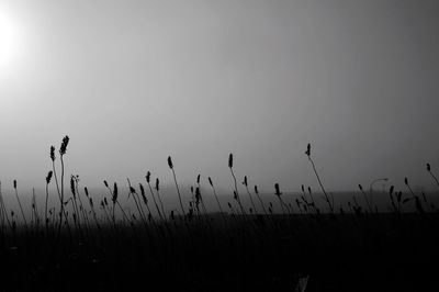 Scenic view of landscape at sunset
