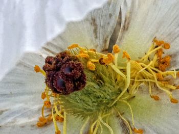 Close-up of flowers