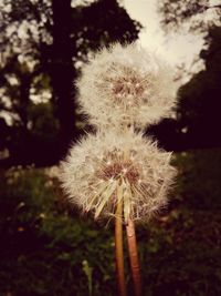 Close-up of dandelion flower