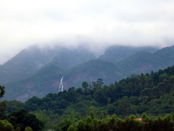 Low angle view of trees in forest against sky