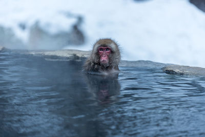 Portrait of monkey swimming in snow