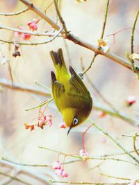 Bird perching on branch