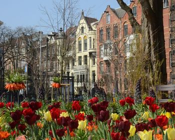 Flowers blooming in city against sky