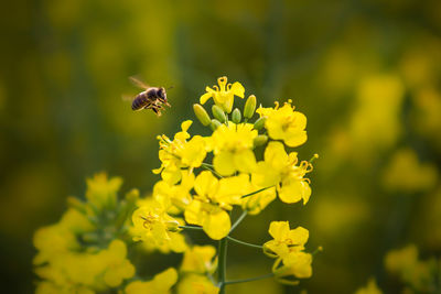 Close-up of bee flying over yellow flowers