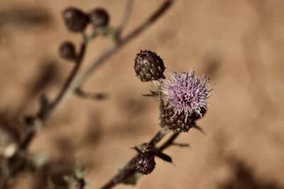 Close-up of butterfly pollinating on thistle