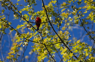 Scarlet tanager on a stop in their migration north. 