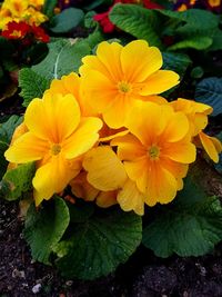 Close-up of yellow flowers blooming outdoors