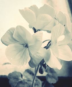 Close-up of flowers