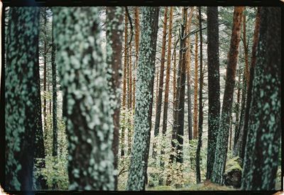 Close-up of pine tree trunk in forest