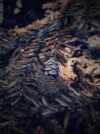 High angle view of pine tree on field