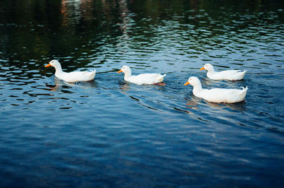 Swans swimming in lake