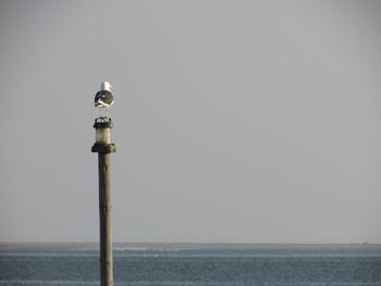 Bird perching on beach against clear sky