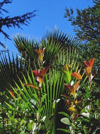 Close-up of flowering plant against sky