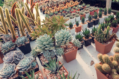 High angle view of succulent plants in market