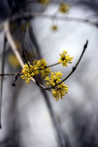 Close-up of yellow flowers