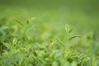 Close-up of plant growing on field