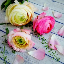 Close-up view of pink flowers