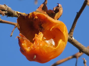 Close-up of fruit against sky
