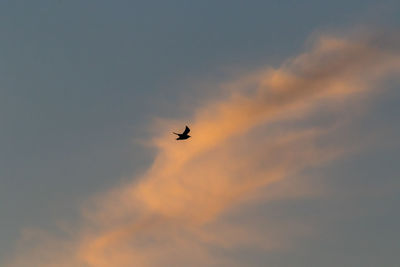 Low angle view of silhouette bird flying in sky