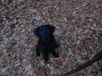 Portrait of a dog