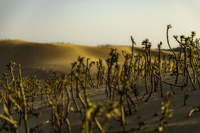 Close-up of plants growing on land against sky