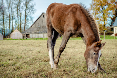 Horse grazing on field