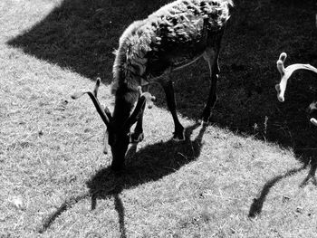 Shadow of a horse grazing on field