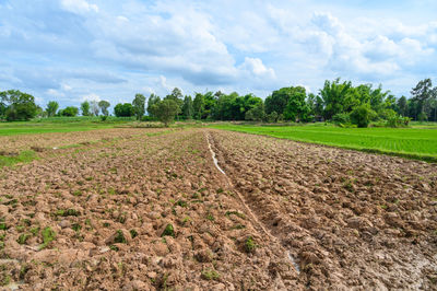 Scenic view of agricultural field against sky