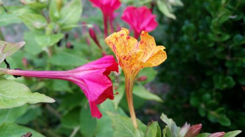 Close-up of pink flowers