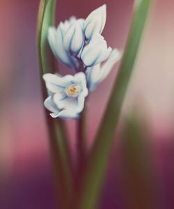 Close-up of flower against blurred background