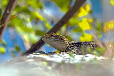 Close-up of lizard on tree