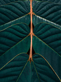 High angle view of leaf