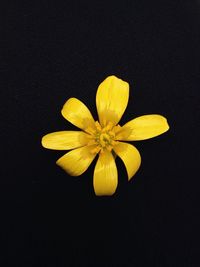 Close-up of yellow flower against black background