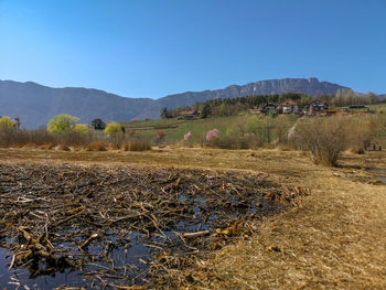 Scenic view of field against clear blue sky