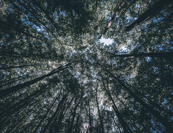 Low angle view of trees in forest