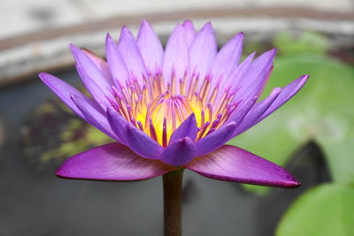 Close-up of purple water lily