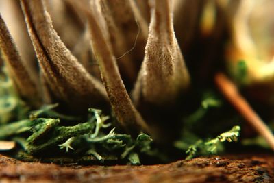 Close-up of potted plant