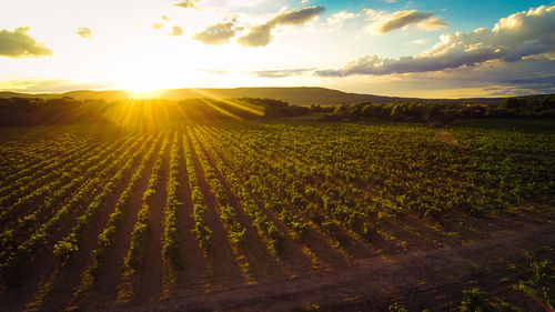 Scenic view of agricultural field against sky during sunset